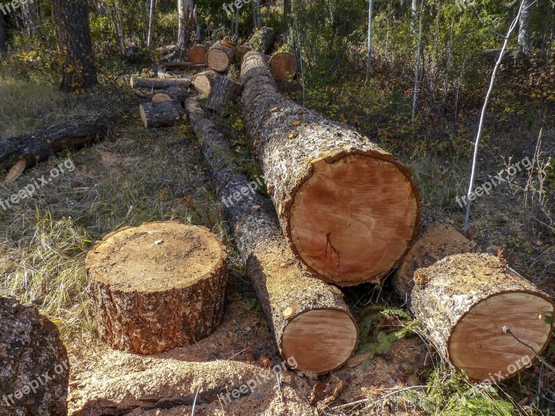 Wood Nature Tree Tree Log Flora