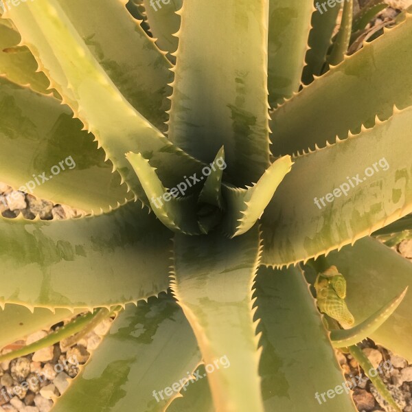 Cactus Desert Succulent Nature Aloe Vera