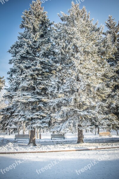 Winter Snow Leann Tree Frozen