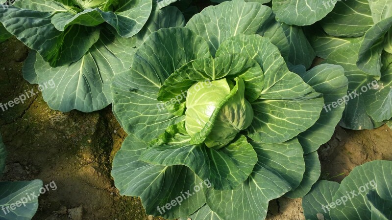 Leaf Flora Nature Vegetable Garden