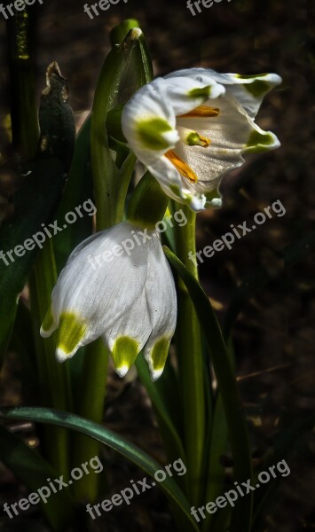 Fruehlingsknotenblume Snowflake Spring Flower Maerzgloeckchen Great Snowdrops