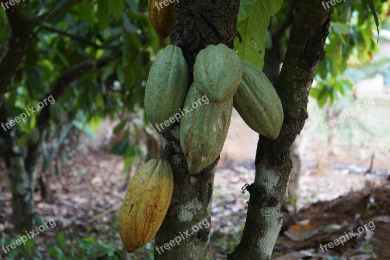 Food Leaf Tree Nature Flora