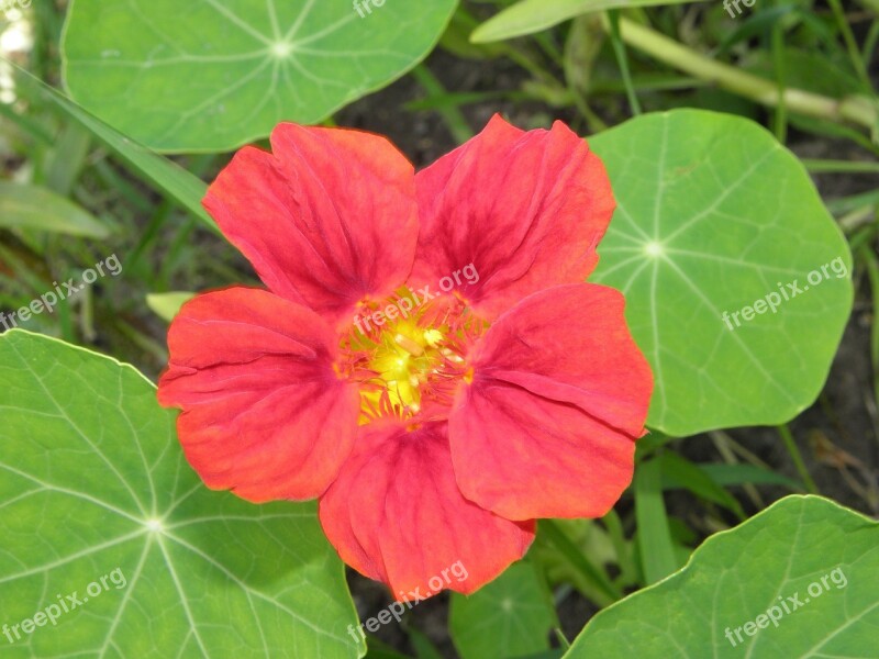 Flower Nasturtium Nature Plant Summer