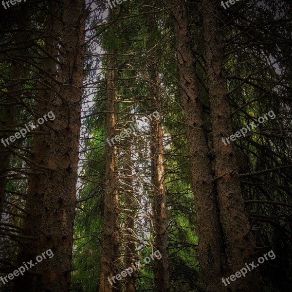 Wood Tree Nature Conifer Outdoors