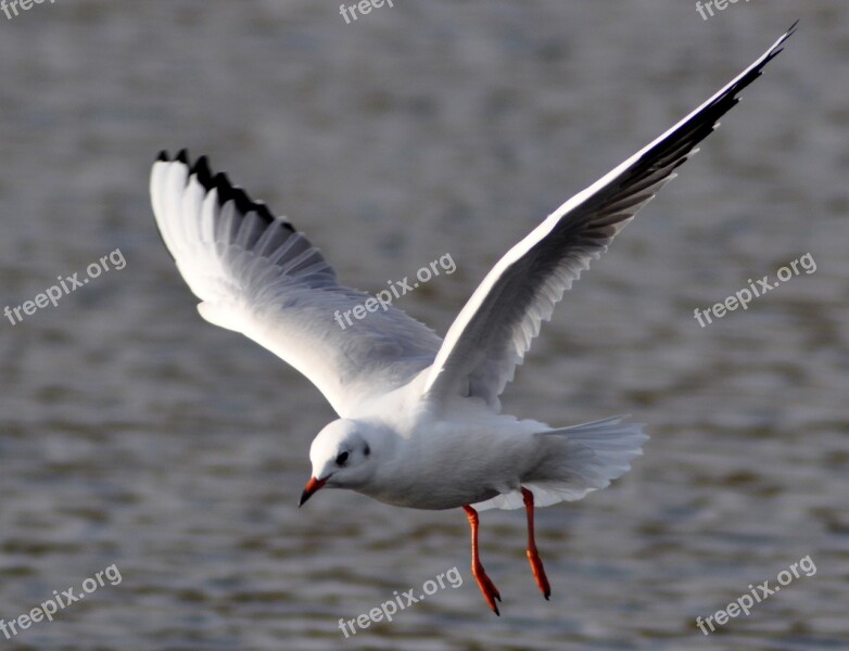 Bird Wild World Seagull Wing Nature