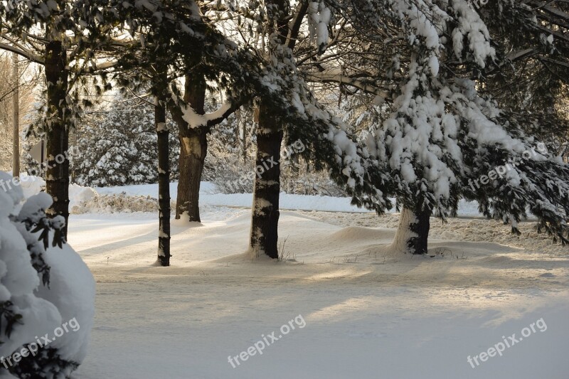 Snow Winter Tree Cold Frost