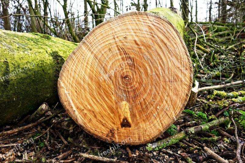 Log Tree Trunk Wood Lumber Chopped