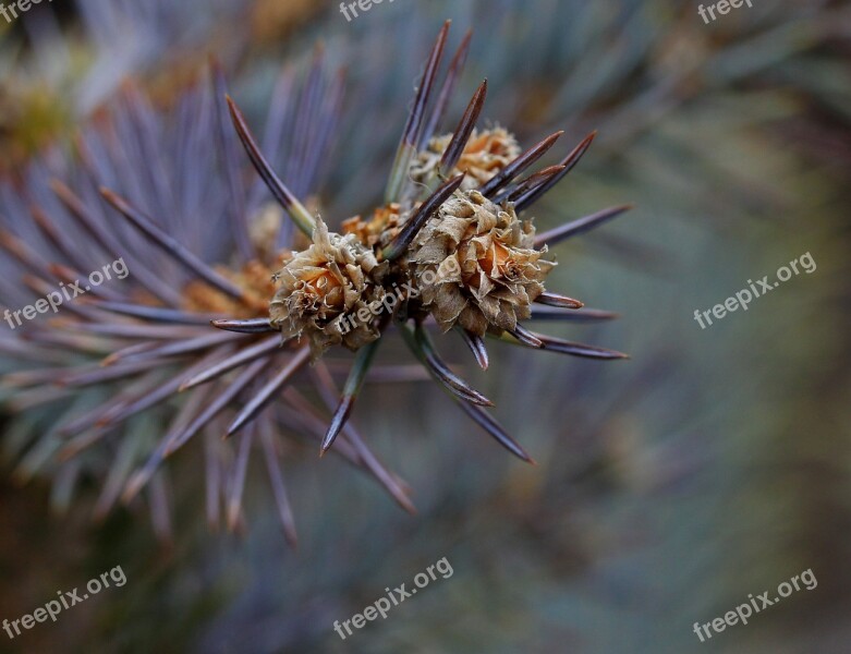 Brad Flower Inflorescence Free Photos