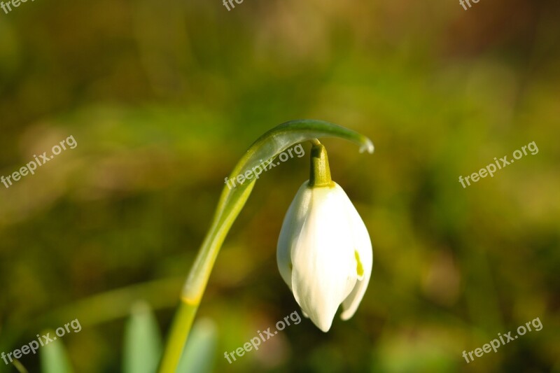 Snowdrops Spring Flower Vernal Flower Bulbs Free Photos