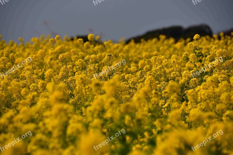 Field The Agricultural Commercial Companies Flowers Natural Plant