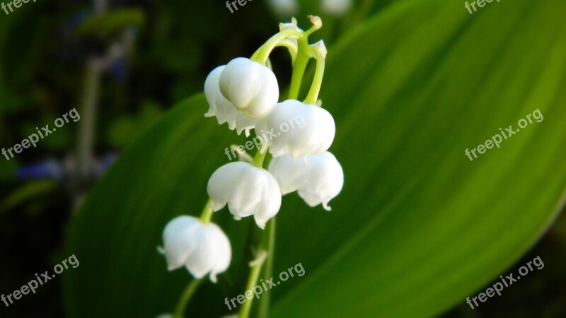 Lily Of The Valley White Flower Plant Spring