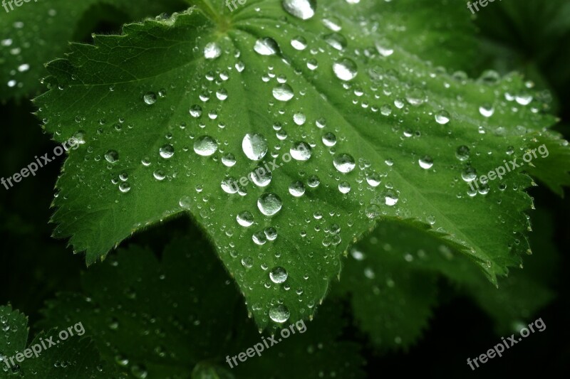 Rain Leaf Dew Drop Nature