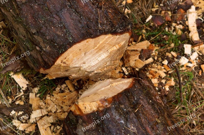 Nature Wood Tree Balance Beam Free Photos