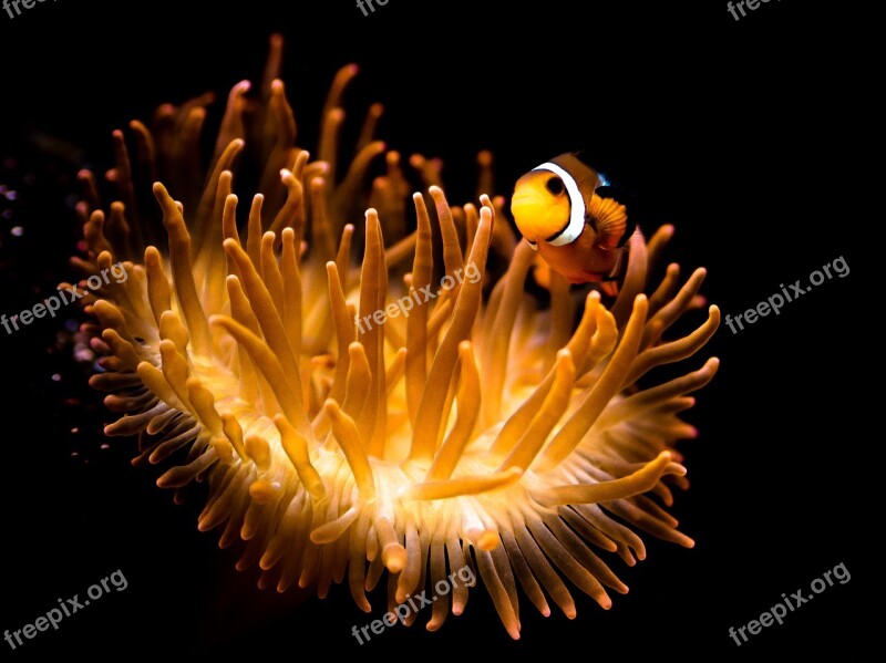 Clown Fish Underwater Background Underwater World Fish