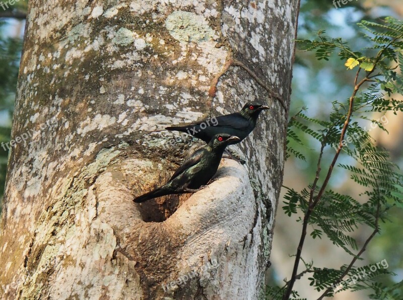 Tree Nature Outdoors Bird Wildlife