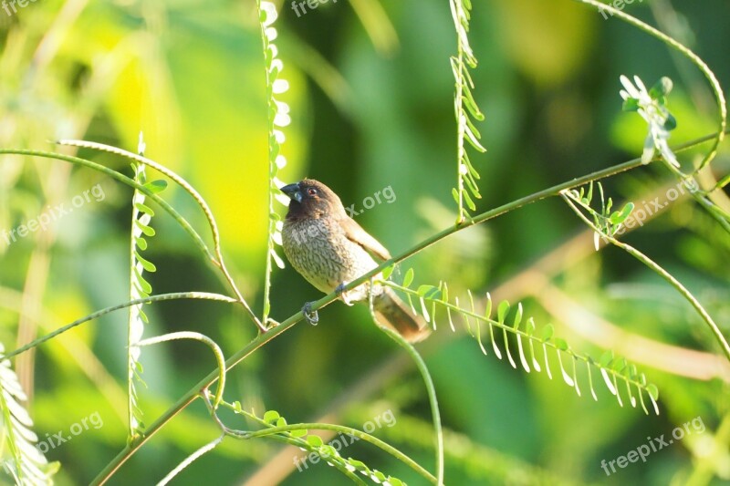 Nature Wildlife Animal Little Outdoors