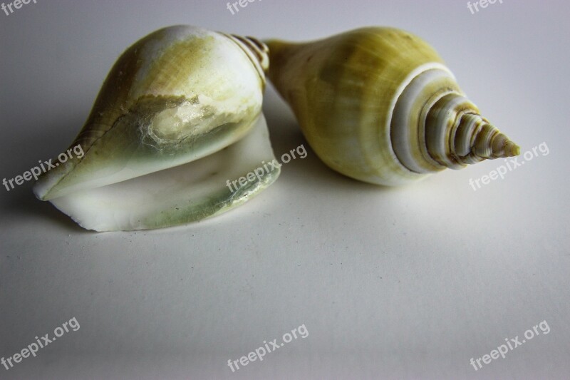 Shellfish Shell Snail Invertebrate Gastropod