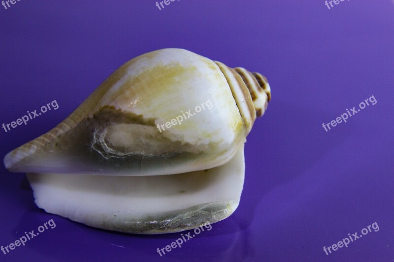 Shellfish Shell Invertebrate Snail Gastropod