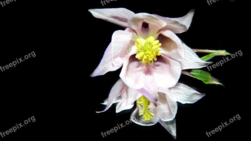 Columbine Harlequin Flower Pink Flower Pink