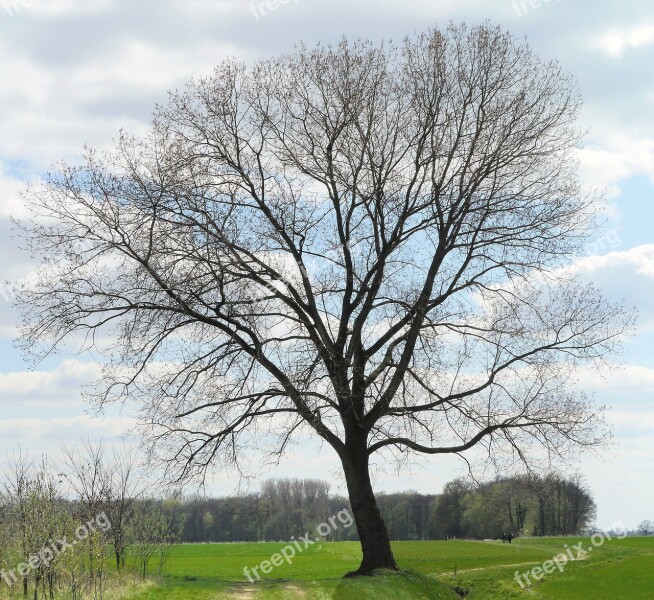 Early Spring Foliation Tree Bud Leaf Green