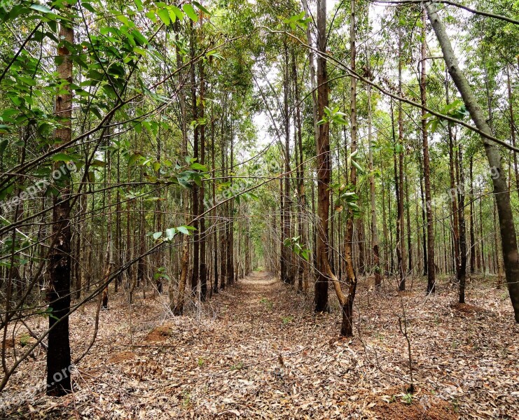 Wood Nature Tree Landscape Leaf