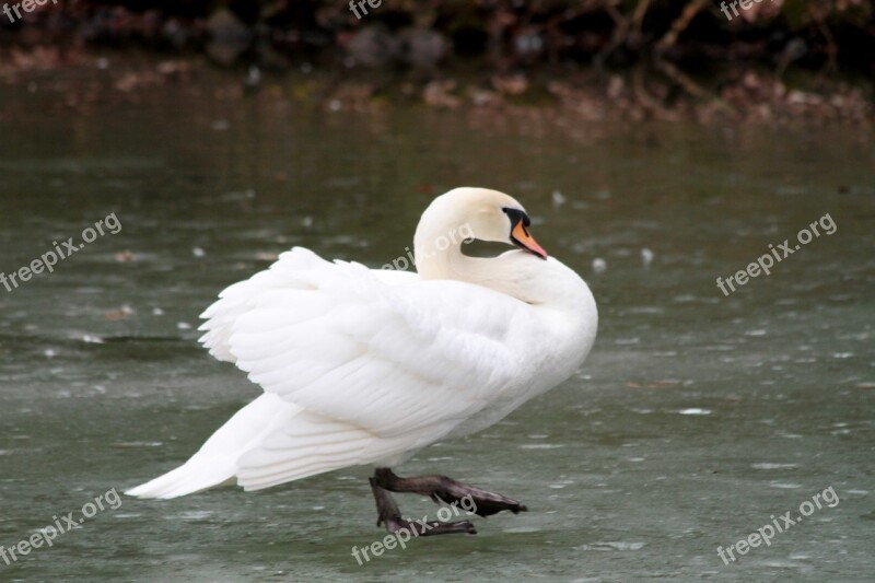 Waters Bird Nature Animal World Feather