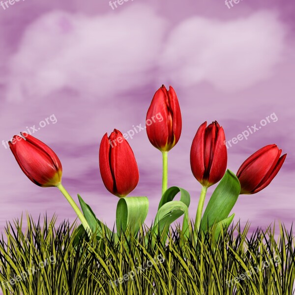 Nature Flower Tulip Plant Sky