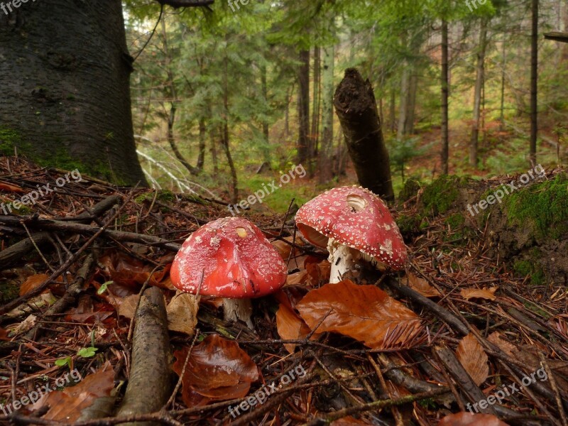 Mushrooms Mushroom Nature Autumn Mosses