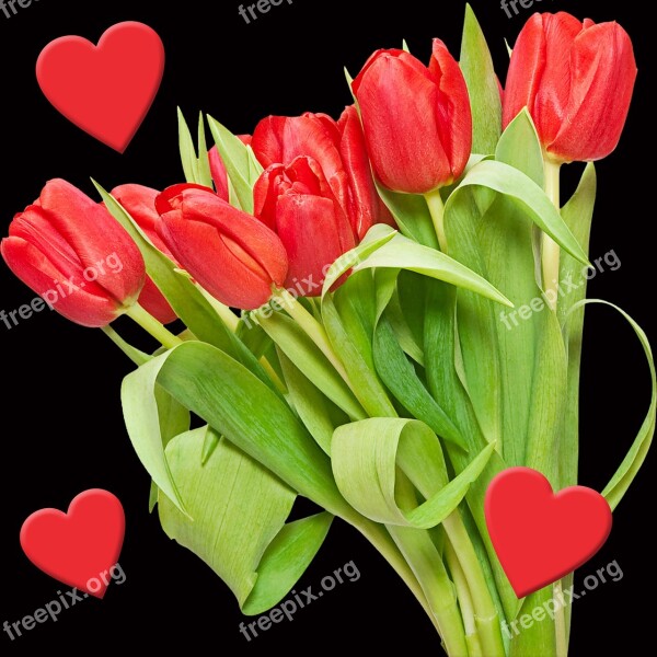 Tulip Flower Bouquet Of Flowers Plant Nature