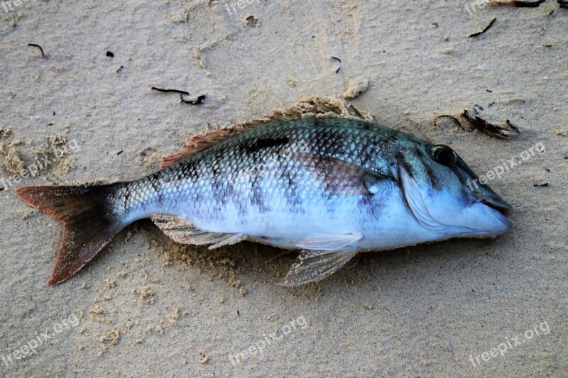 Fish Sea Nature Seafood Closeup