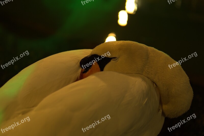 Swan Artificial Lighting Nature Dream Free Photos