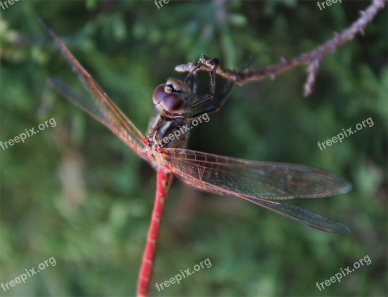 Nature Animalia Wild Life Insect Free Photos