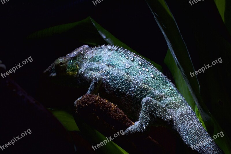 Chameleon Skin Drop Of Water Chameleon Cock Chameleon Shed Pangolin