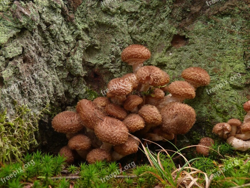 Mushrooms Mushroom Mosses Nature Free Photos