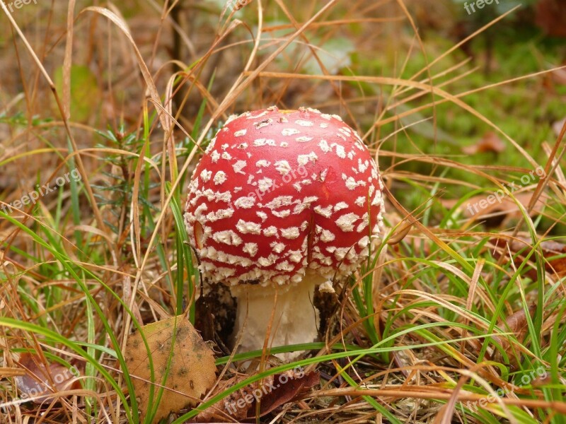 Mushroom Nature Mushrooms Lawn Amanita