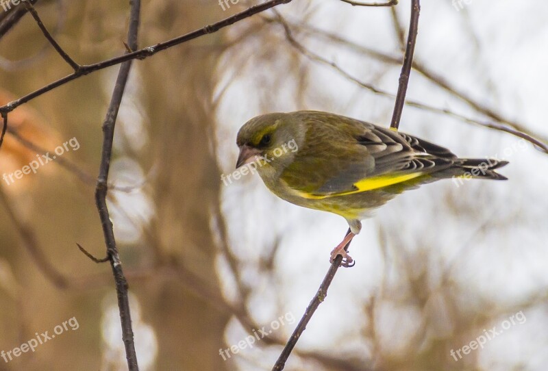 The Birds Wild Animals Nature The Song Of A Bird Bird Watching