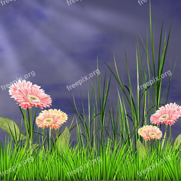 Lawn Flower Plant Nature Flowers