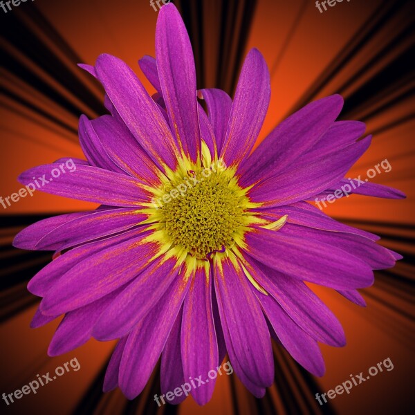 Flower Nature Plant Petal Violet Flower