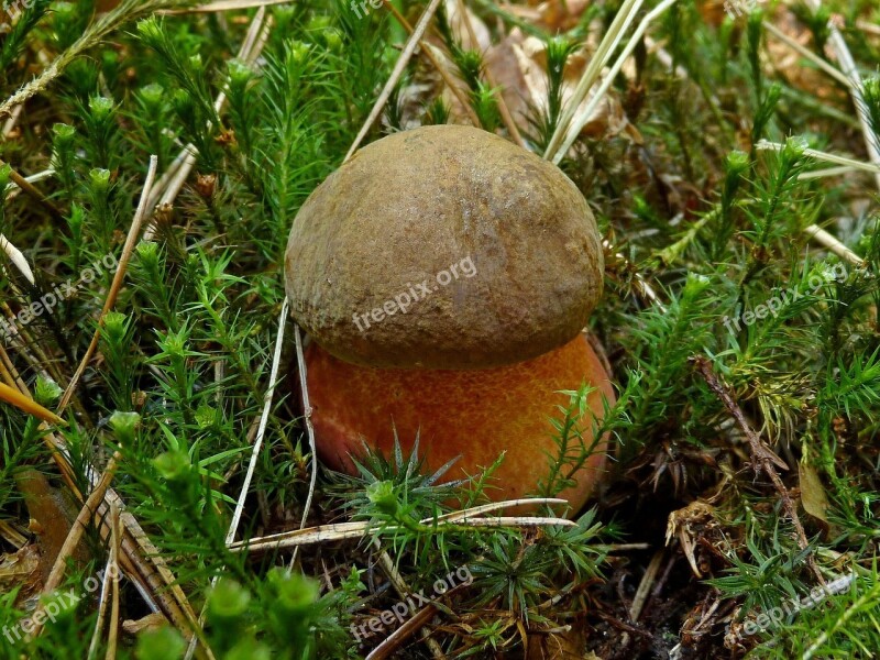 Mushrooms Nature Mushroom Eating Plant