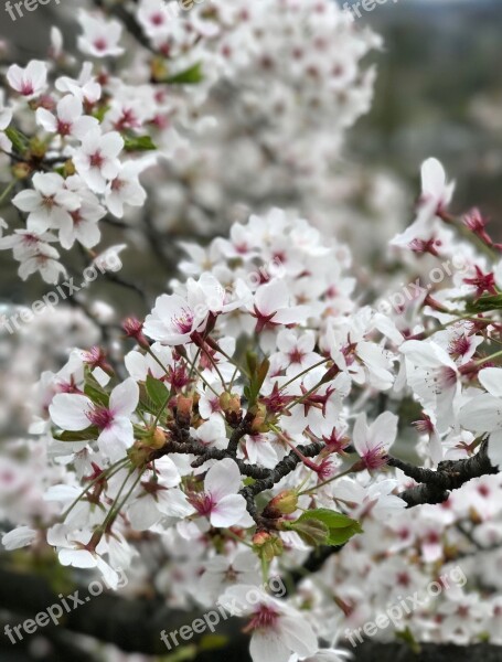 Cherry Blossom Spring Flowers Tree Plant Nature