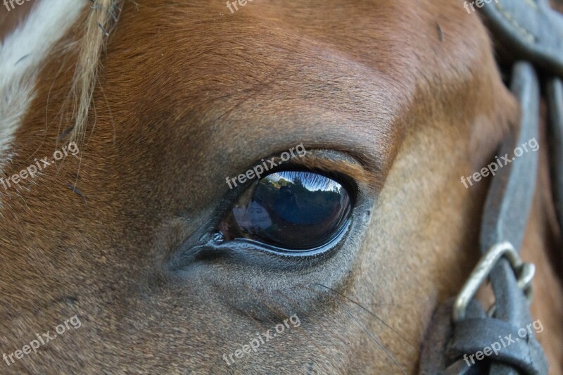 Animalia Cavalry Portrait Mammalia Head