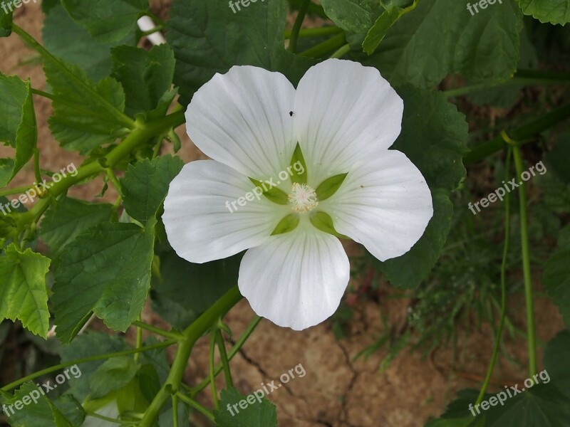 Nature Flower Plant Summer Garden