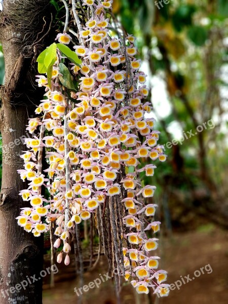 Nature Flora Flower Tree Garden