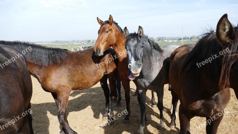 Horses Horse Herd Young Horse Flock Animal