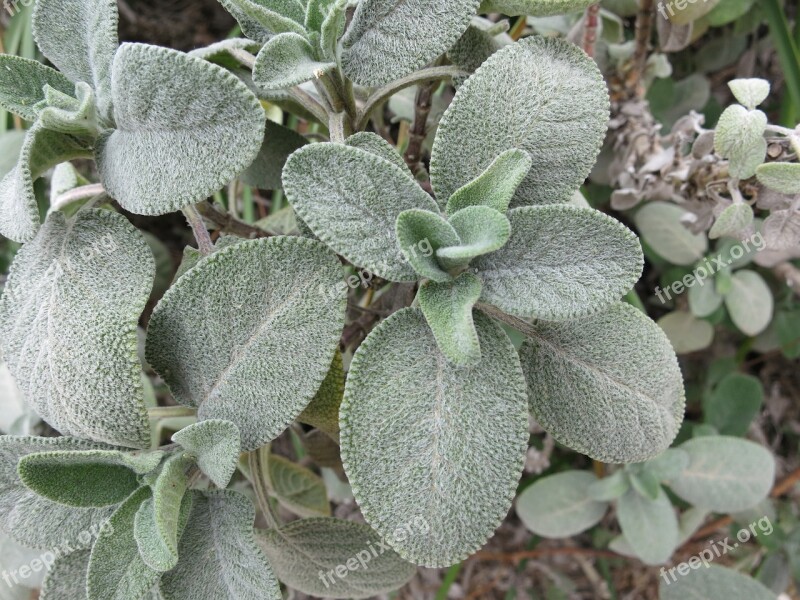 Sage Herb Garden Free Photos