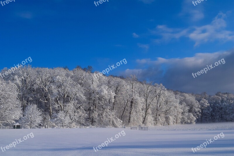 Snow Trees Winter Cold Frost