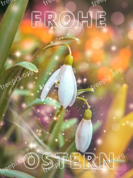 Easter Osterkarte Snowdrop Nature Fresh