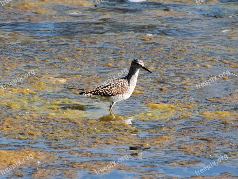 Bird Water Wildlife Nature Lake