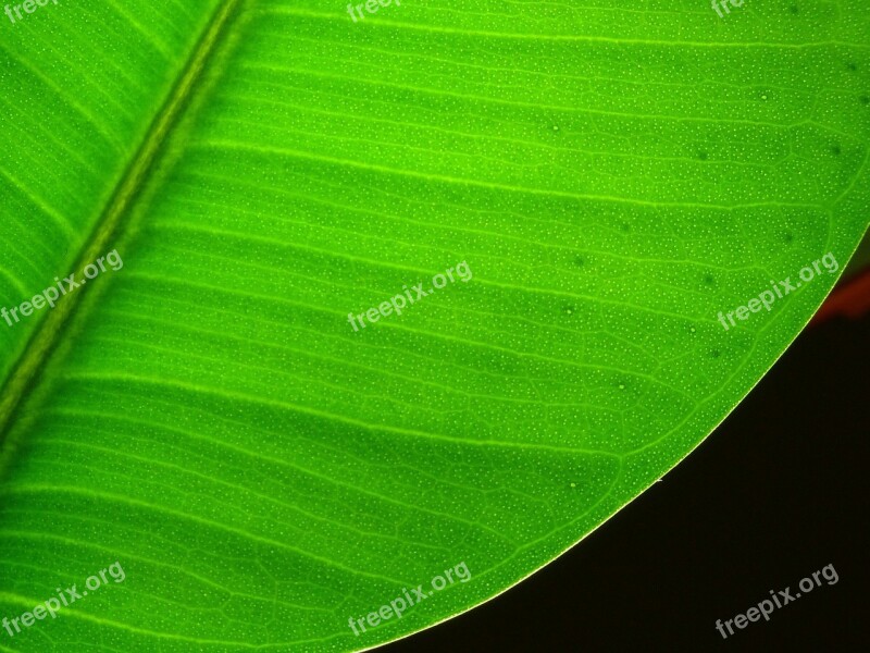 Leaf Plant Lived Photosynthesis Garden