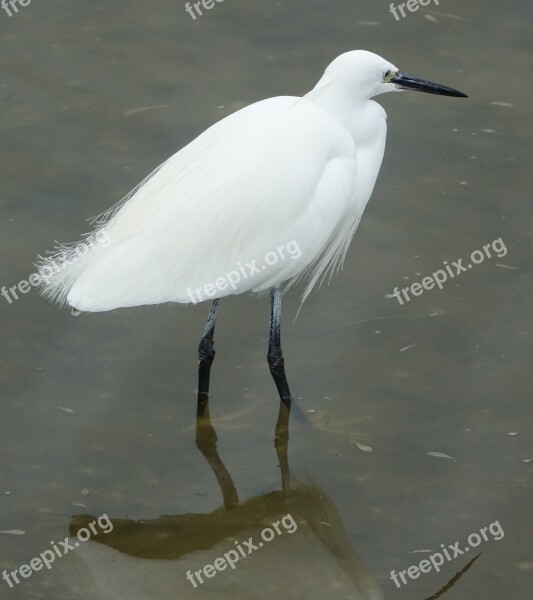 Bird Egret Fishing Grey Time Ile De Noirmoutier Free Photos